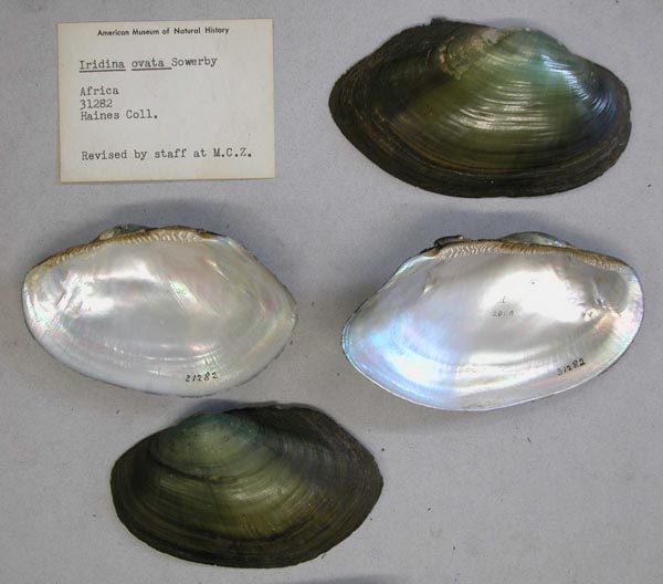specimen
