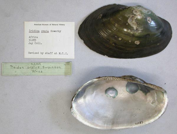 specimen