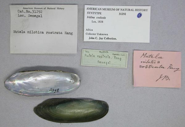 specimen
