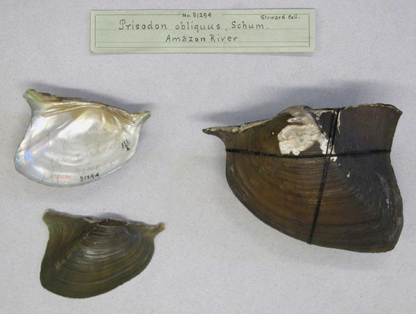 specimen