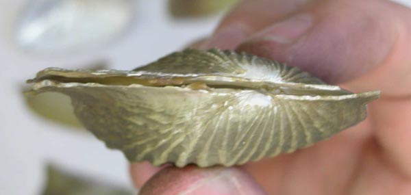 specimen