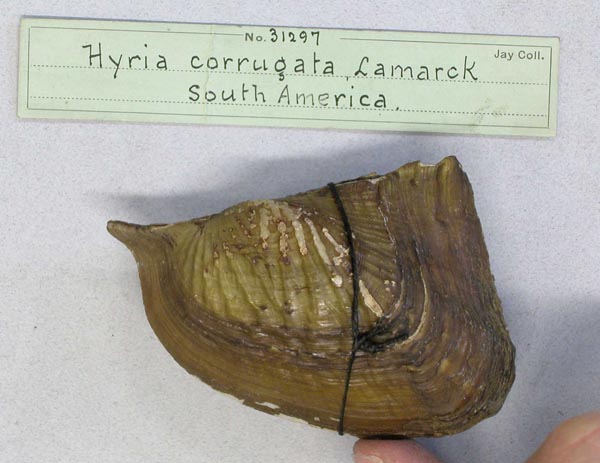 specimen
