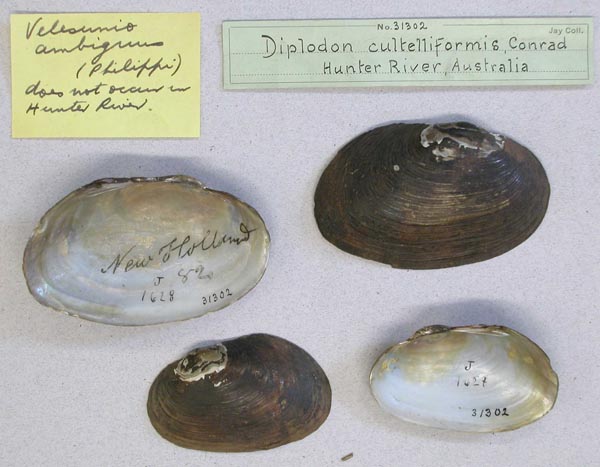 specimen