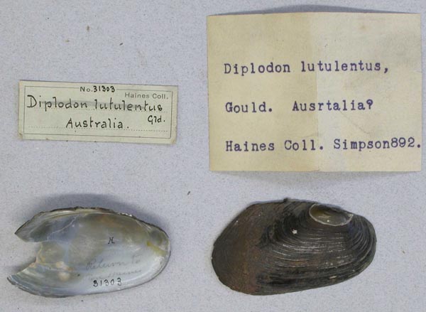 specimen