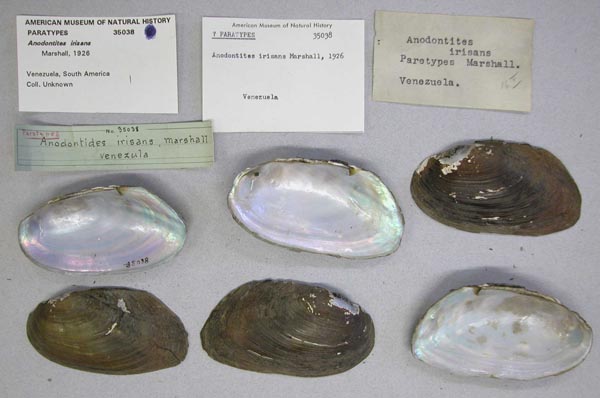 specimen