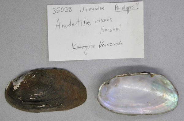 specimen