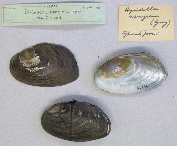 specimen