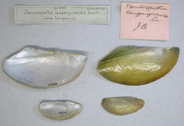 specimen