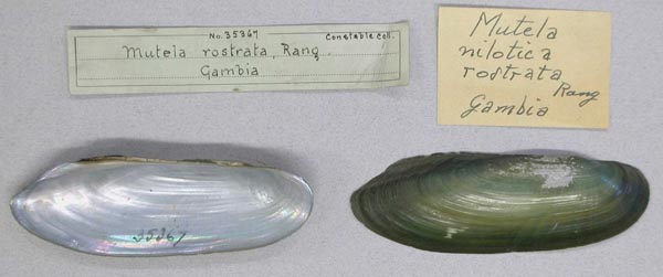 specimen