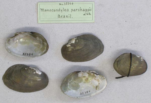 specimen