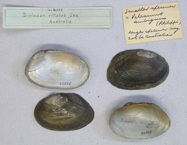 specimen