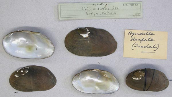 specimen