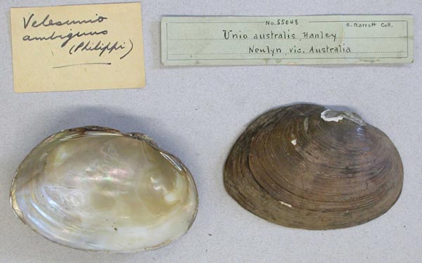 specimen