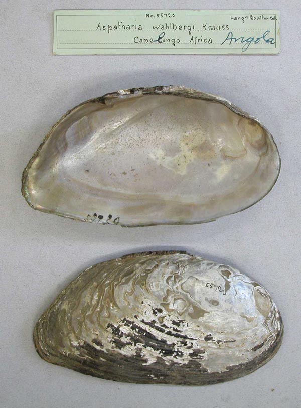 image of lot AMNH_55720 image of lot AMNH_55720