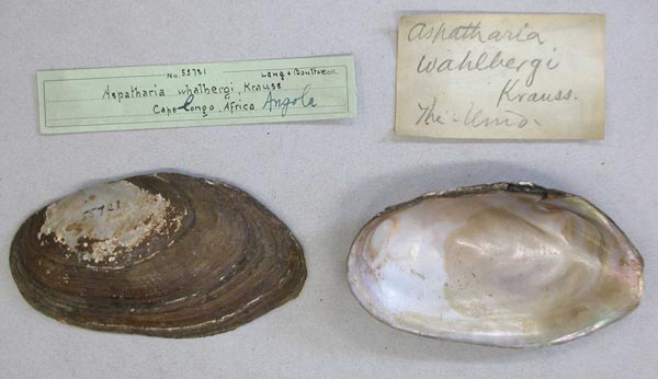 image of lot AMNH_55721 image of lot AMNH_55721