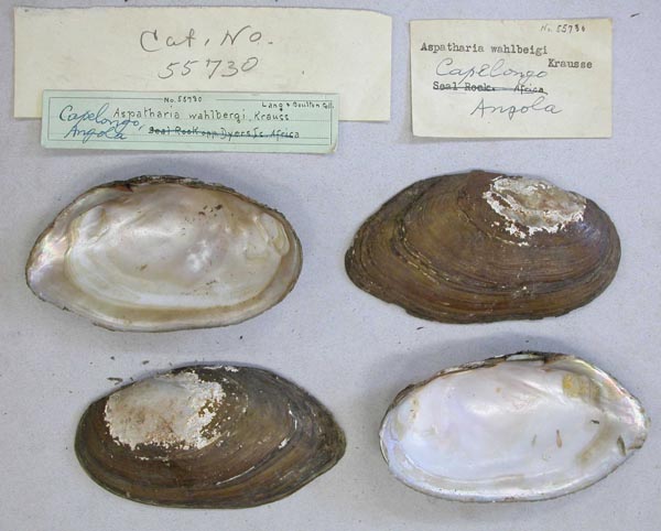 image of lot AMNH_55730 image of lot AMNH_55730