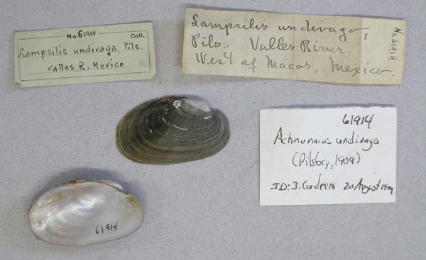 specimen