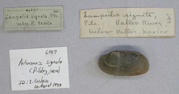 specimen