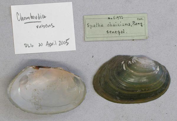 specimen
