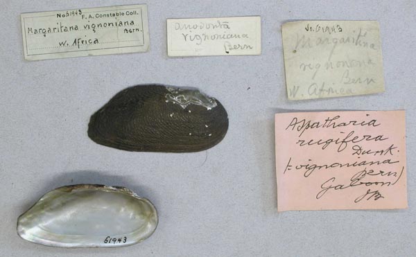 specimen