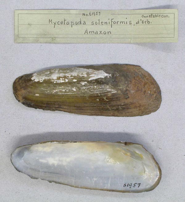 specimen
