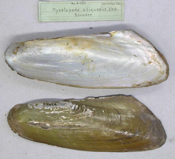 specimen