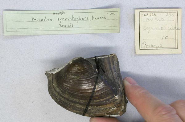 specimen