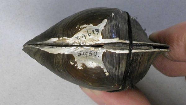 specimen