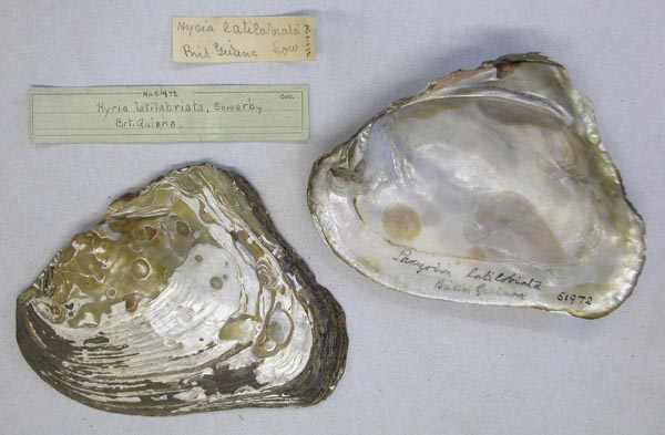 specimen