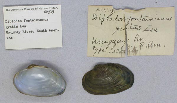 specimen