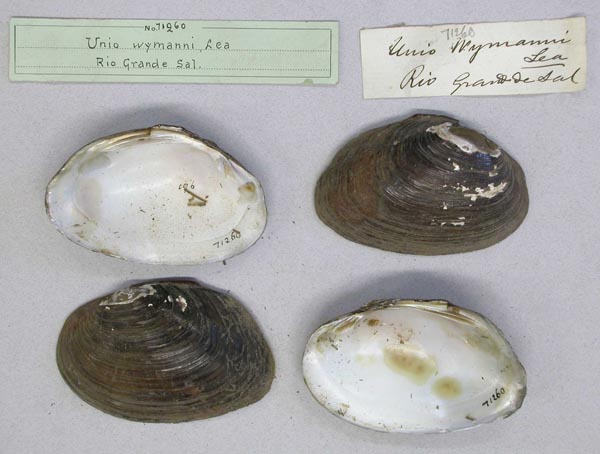 specimen