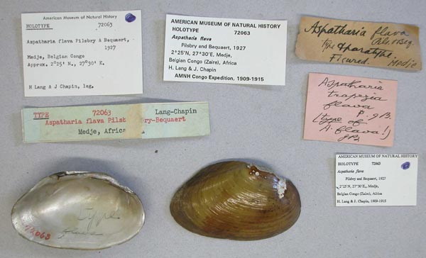 specimen