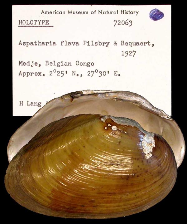 specimen