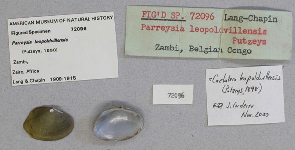 specimen