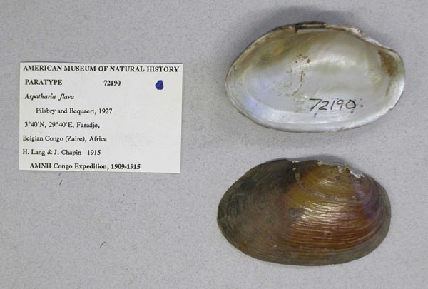 specimen