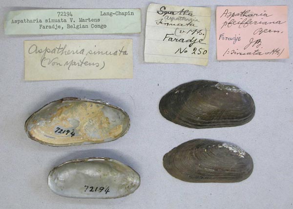 specimen