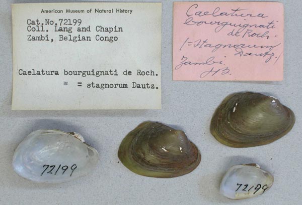 specimen