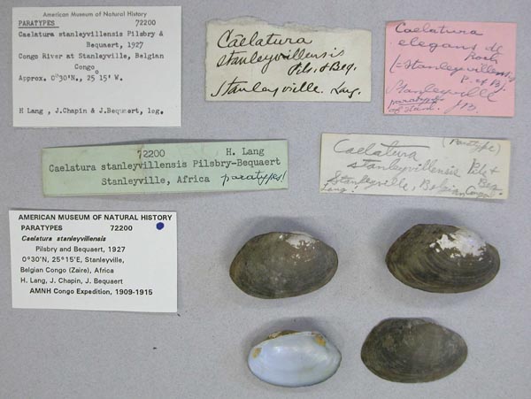 specimen