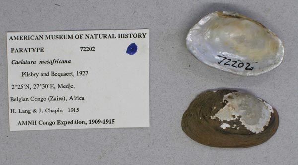 specimen