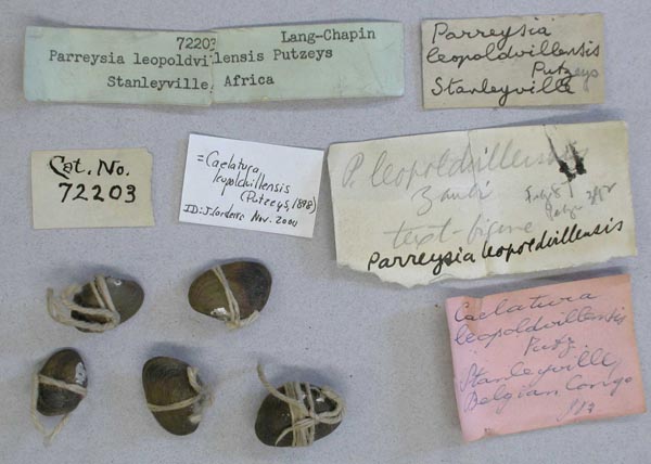 specimen