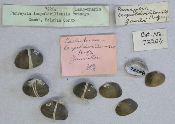 specimen