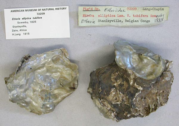 specimen