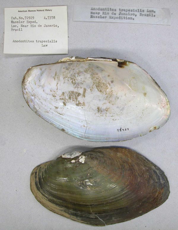 specimen