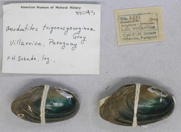 specimen