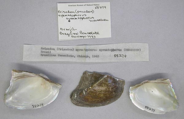specimen