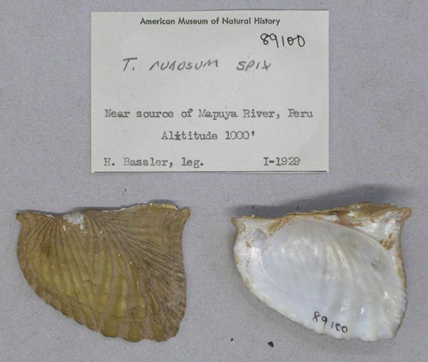 specimen