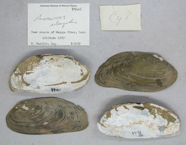 specimen