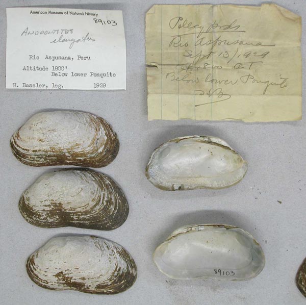 specimen