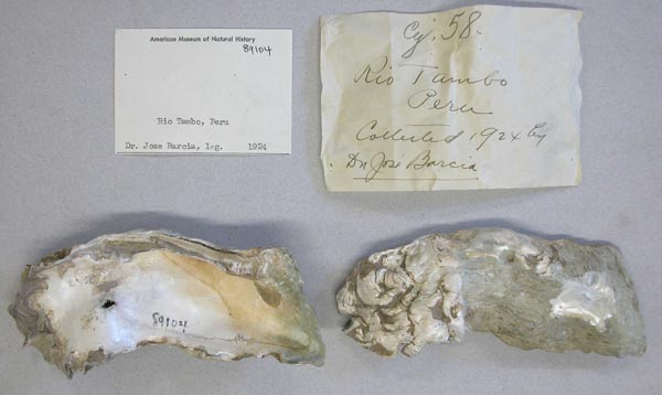 specimen