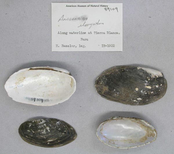 specimen